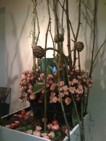 mallorca , Rosenfest 008.jpg